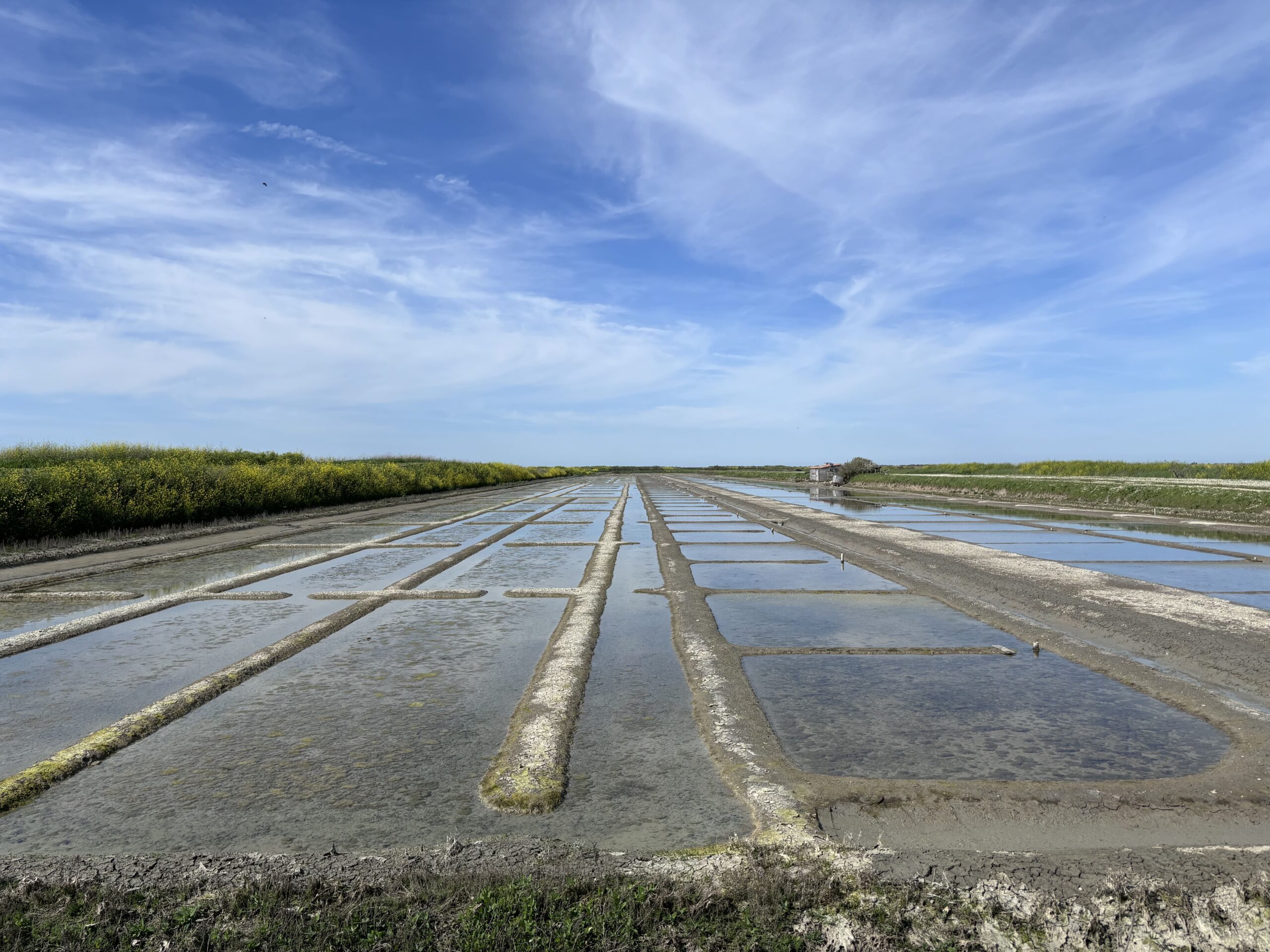 Marais salants, nature de l'île de ré